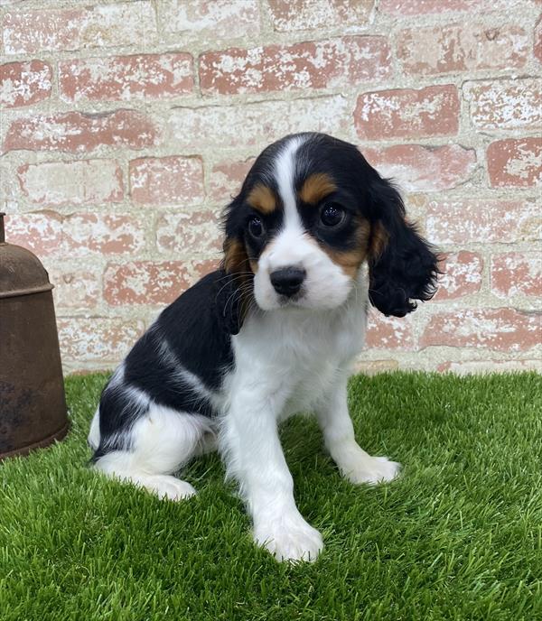 Cavalier King Charles Spaniel-DOG-Female-Tri-Colored-5408-Petland Robinson, Pittsburgh, PA