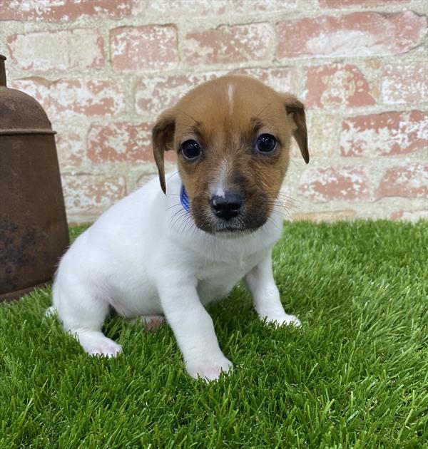 Jack Russell Terrier-DOG-Female-White-5409-Petland Robinson, PA