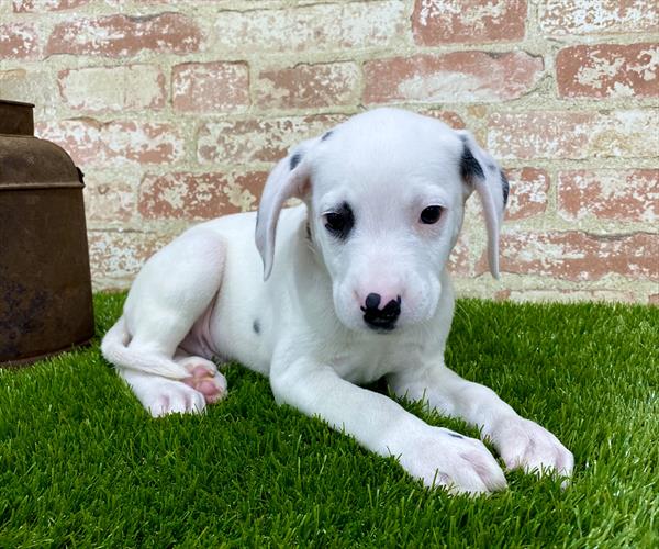 Dalmatian DOG Male White 5410 Petland Robinson, PA