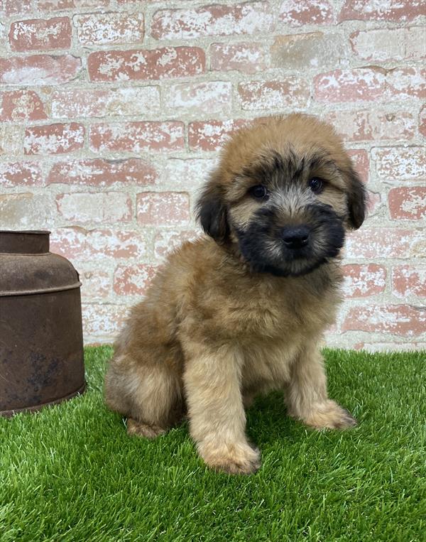 Soft Coated Wheaten Terrier-DOG-Male-Wheaten-5411-Petland Robinson, PA