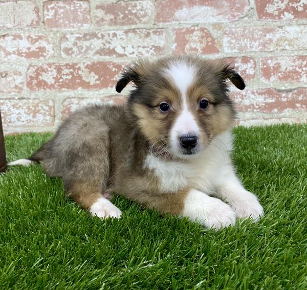 Sheltie DOG Male Sable / White 5412 Petland Robinson, PA