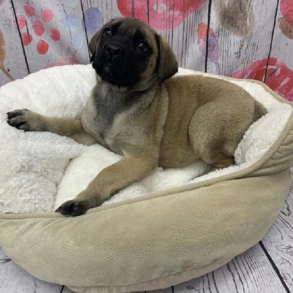 English Mastiff-DOG-Female-Fawn-5398-Petland Robinson, Pittsburgh, PA