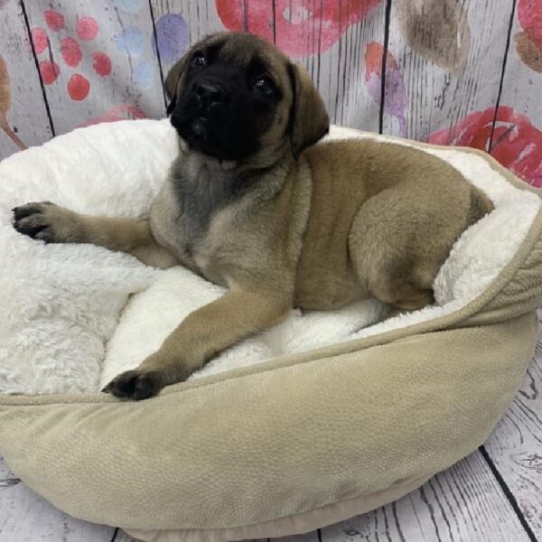 English Mastiff-DOG-Female-Fawn-5398-Petland Robinson, PA