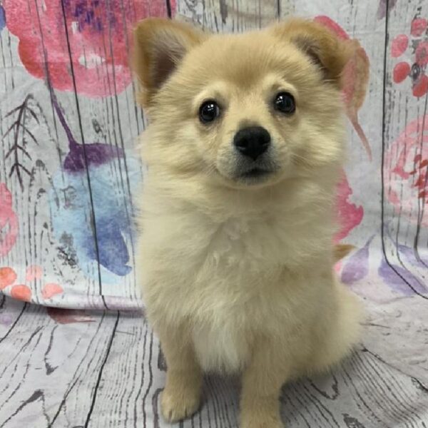 Pomeranian DOG Male Orange 5257 Petland Robinson, PA