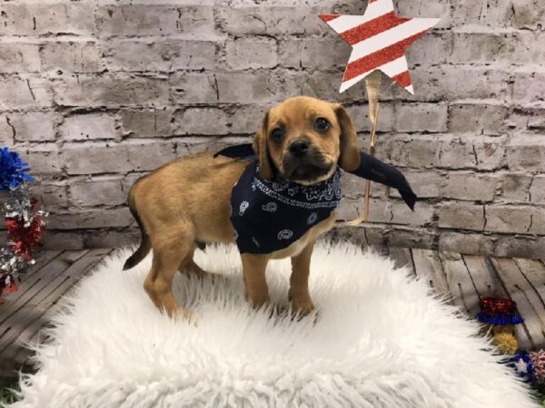 Puggle DOG Male Fawn 5416 Petland Robinson, PA