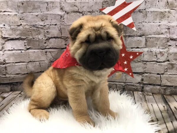 Ori Pei-DOG-Male-Fawn-5415-Petland Robinson, Pittsburgh, PA