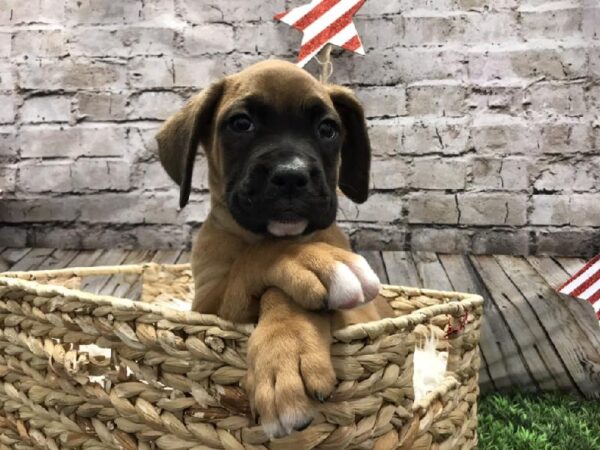 Boxer DOG Male Fawn 5413 Petland Robinson, PA