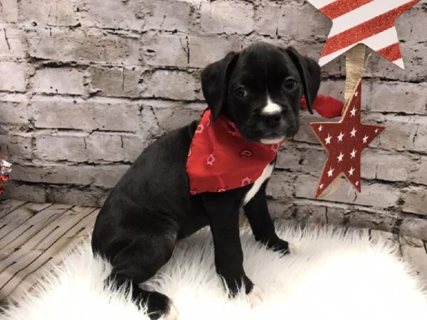 Boxer DOG Female Black 5414 Petland Robinson, PA