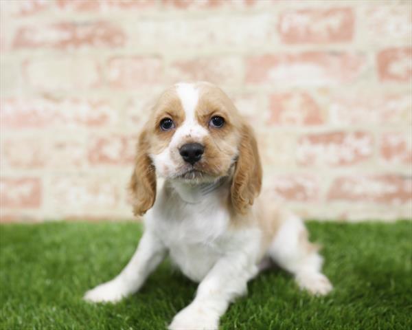 Cocker Spaniel-DOG-Male-Buff / White-5441-Petland Robinson, Pittsburgh, PA