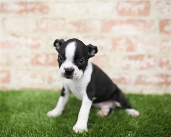 Boston Terrier DOG Male Black / White 5442 Petland Robinson, PA