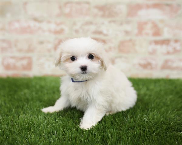 Maltese DOG Female White 5443 Petland Robinson, PA