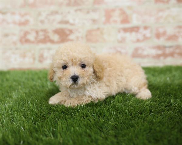 Poodle-DOG-Male-Apricot-5445-Petland Robinson, PA