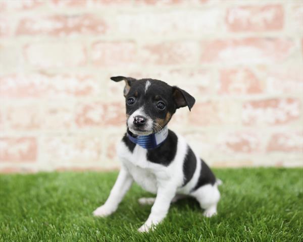 Rat Terrier DOG Male Tri-Colored 5447 Petland Robinson, PA