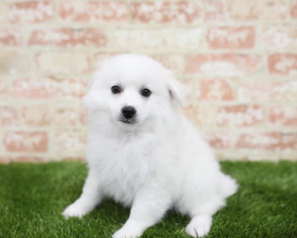American Eskimo-DOG-Female-White-5449-Petland Robinson, Pittsburgh, PA