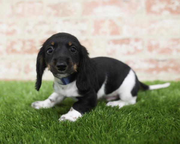 Dachshund DOG Male Black / Tan 5450 Petland Robinson, PA