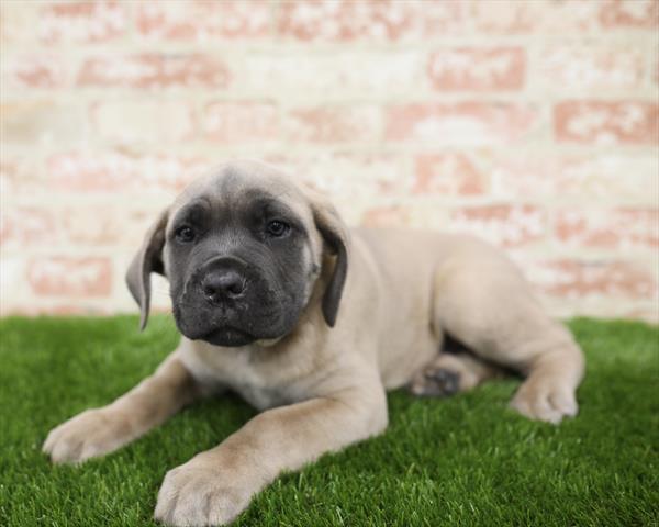 Cane Corso-DOG-Male-Blue Fawn-5451-Petland Robinson, Pittsburgh, PA