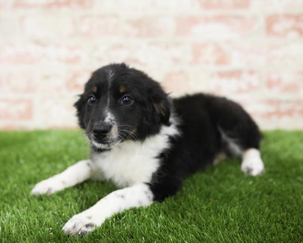 Australian Shepherd DOG Female Black 5452 Petland Robinson, PA