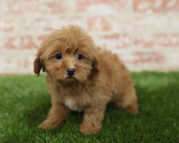 Bichon- Poo-DOG-Male-Red-5453-Petland Robinson, PA