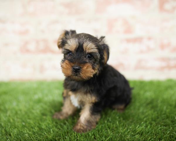 Yorkie DOG Male Black / Tan 5454 Petland Robinson, PA