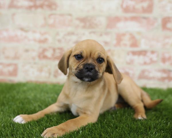 Puggle-DOG-Female-Fawn-5455-Petland Robinson, Pittsburgh, PA