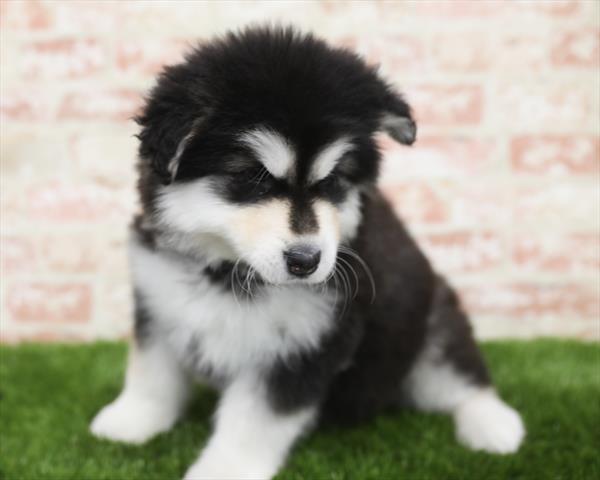 Alaskan Malamute-DOG-Female-Black Tan / White-5456-Petland Robinson, Pittsburgh, PA