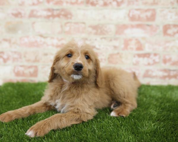 Goldendoodle DOG Male Red 5457 Petland Robinson, PA