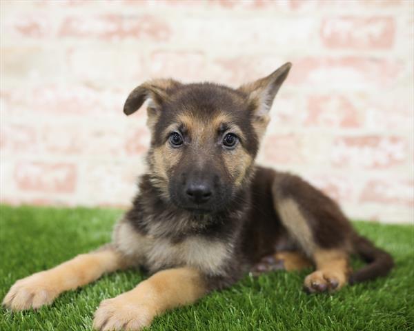German Shepherd-DOG-Male-Black / Tan-5458-Petland Robinson, Pittsburgh, PA