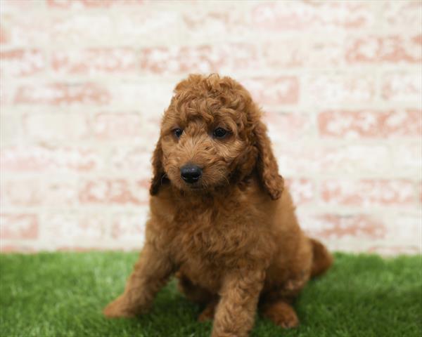 Miniature Goldendoodle-DOG-Male-Red-5459-Petland Robinson, PA