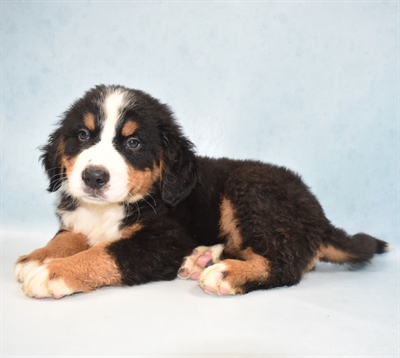 Bernese Mountain Dog-DOG-Male-Black Rust and White-5460-Petland Robinson, PA