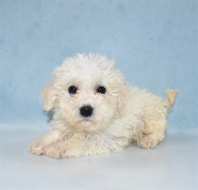 Bichon- Poo-DOG-Female-White-5461-Petland Robinson, Pittsburgh, PA