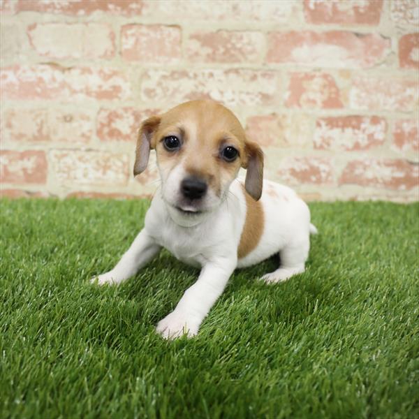 Jack Russell Terrier DOG Female White 5478 Petland Robinson, PA