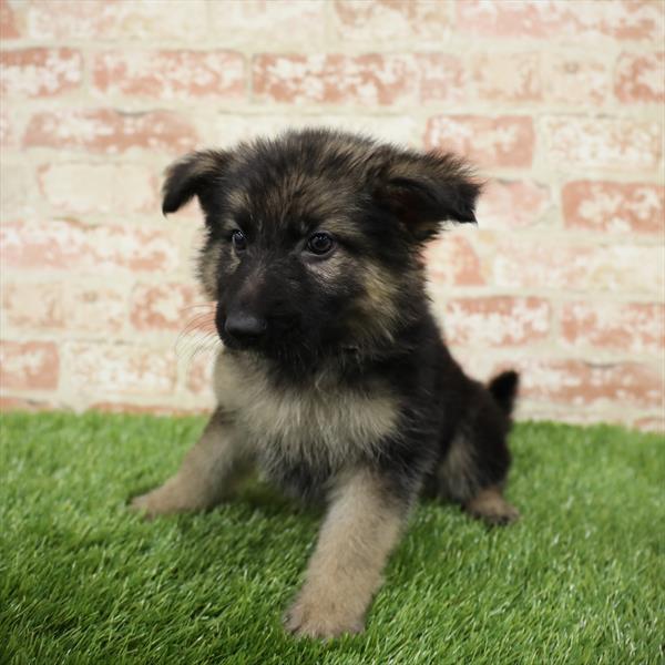 German Shepherd DOG Female Black / Tan 5479 Petland Robinson, PA