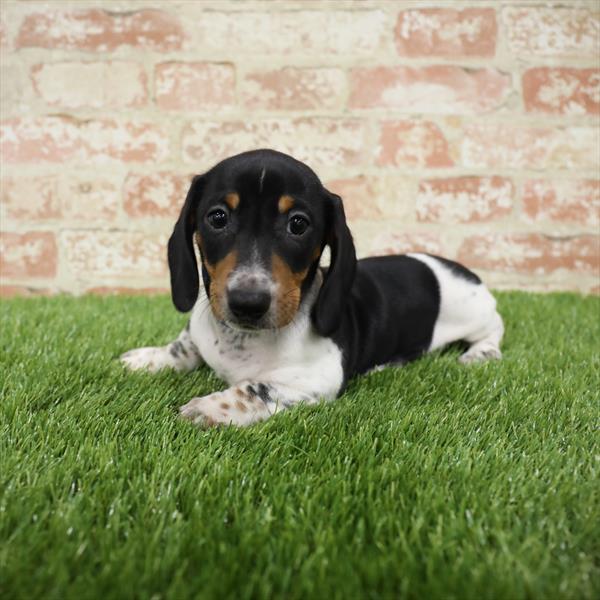 Dachshund-DOG-Male-Black / Tan-5480-Petland Robinson, Pittsburgh, PA