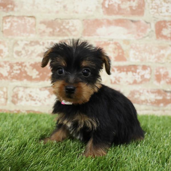 Yorkie DOG Female Black / Tan 5481 Petland Robinson, PA