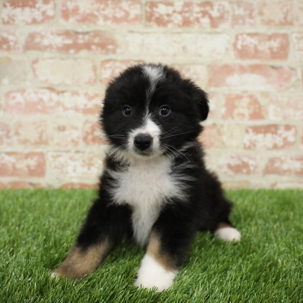 Miniature Australian Shepherd-DOG-Male-Black-5482-Petland Robinson, Pittsburgh, PA