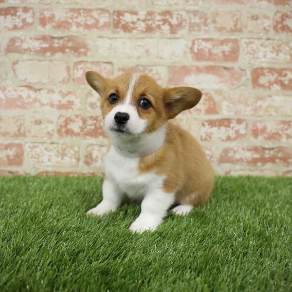 Pembroke Welsh Corgi-DOG-Female-Red-5483-Petland Robinson, Pittsburgh, PA