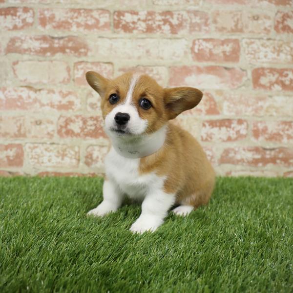 Pembroke Welsh Corgi DOG Female Red 5483 Petland Robinson, PA