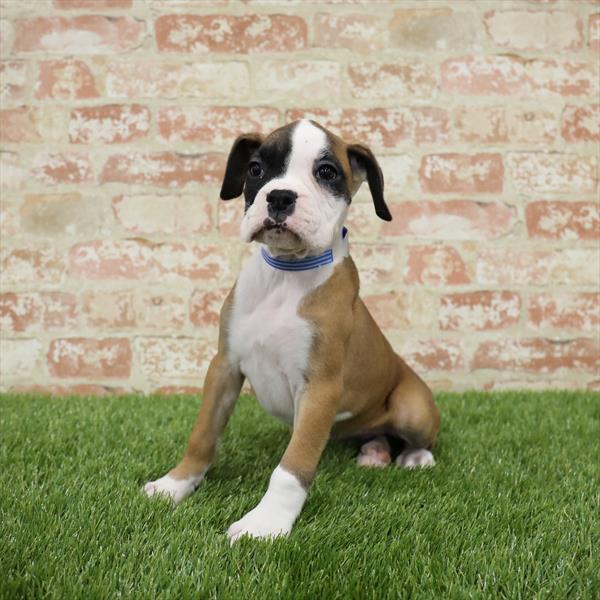 Boxer DOG Female Fawn 5484 Petland Robinson, PA