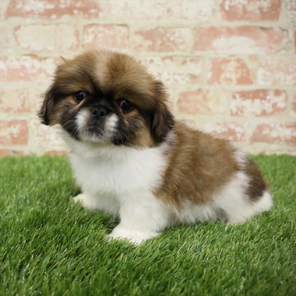 Pekingese DOG Male Red Sable 5485 Petland Robinson, PA