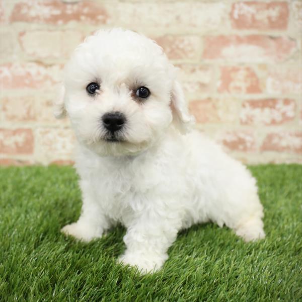 Bichon DOG Male White 5486 Petland Robinson, PA