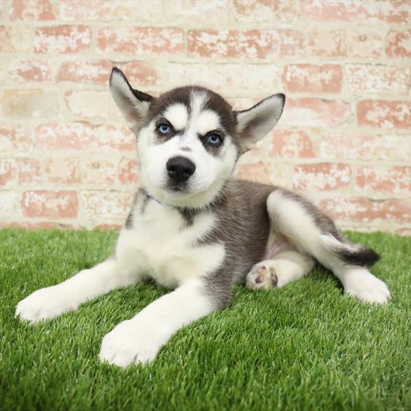 Siberian Husky-DOG-Male-Black / White-5487-Petland Robinson, Pittsburgh, PA