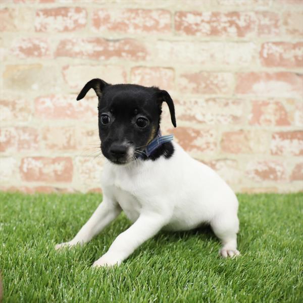 Toy Fox Terrier DOG Female Tri-Colored 5488 Petland Robinson, PA