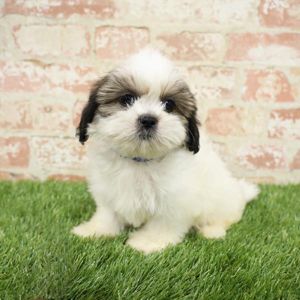 Shih Tzu-DOG-Female-Brindle / White-5489-Petland Robinson, Pittsburgh, PA