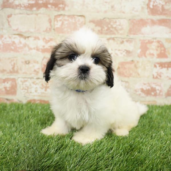 Shih Tzu DOG Female Brindle / White 5489 Petland Robinson, PA