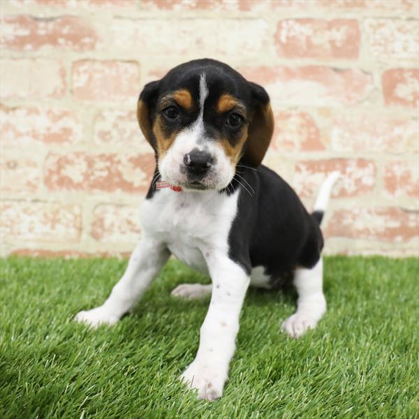 Beagle-DOG-Female-Tri-Colored-5490-Petland Robinson, Pittsburgh, PA