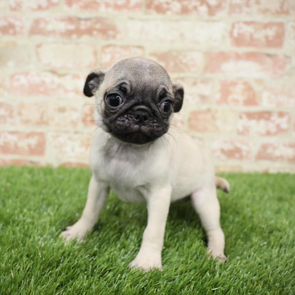 Pug-DOG-Female-Fawn-5491-Petland Robinson, Pittsburgh, PA