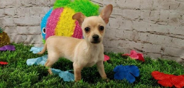 Chiweenie DOG Male Cream 5494 Petland Robinson, PA