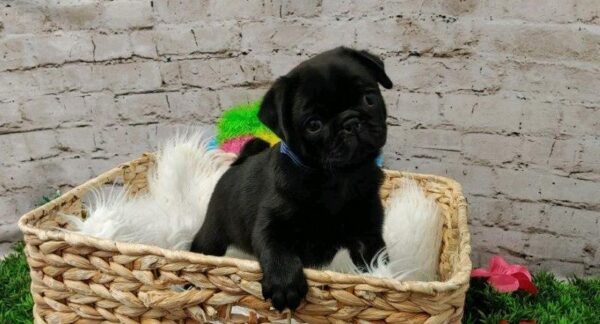 Pug-DOG-Male-Black-5495-Petland Robinson, Pittsburgh, PA