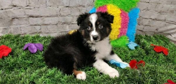 Australian Shepherd-DOG-Male-Black and White-5496-Petland Robinson, Pittsburgh, PA