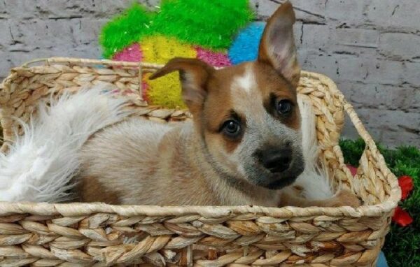 Australian Cattle Dog DOG Male Red Speckled 5492 Petland Robinson, PA